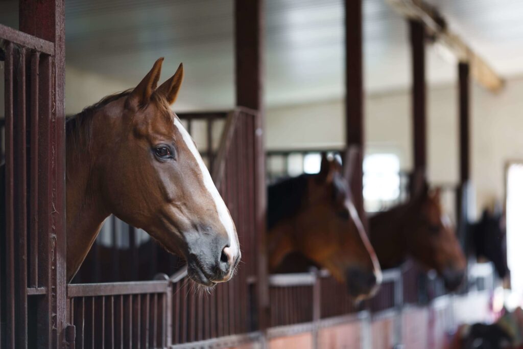 Barns Vs Stables What Is The Difference Between The Two