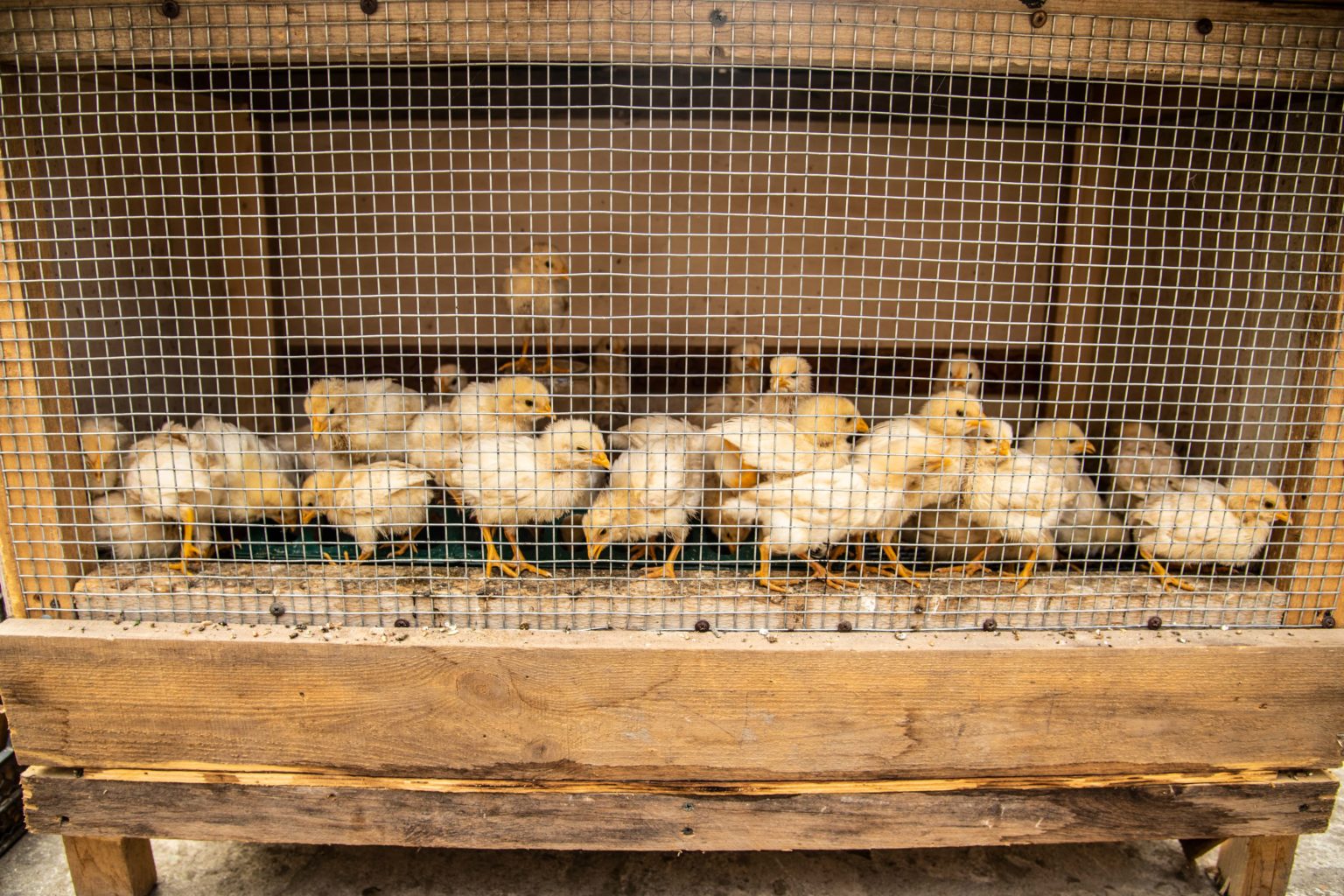 How To Protect Chicken Run From Rain